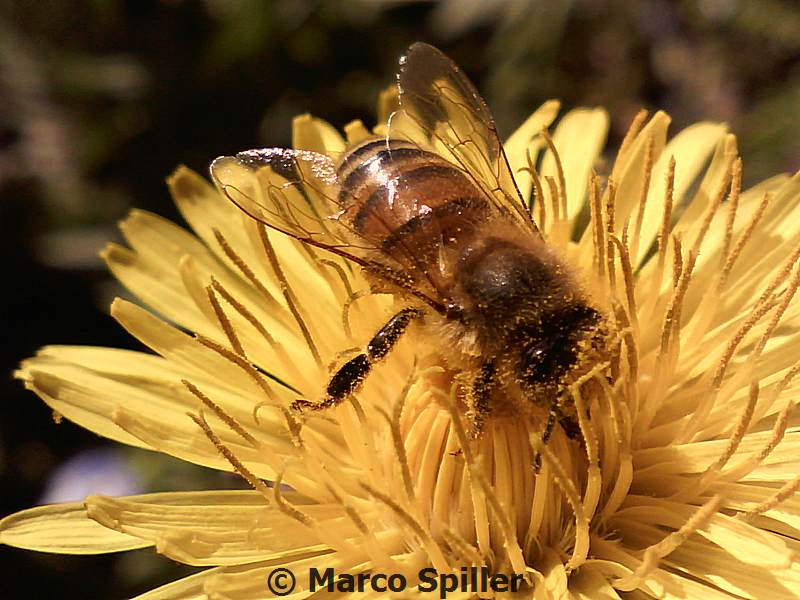 Apidae Andreninae?  No, Apis mellifera